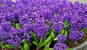 تصویر 1 از خرید و قیمت گل سنبل بنفش + فروش عمده